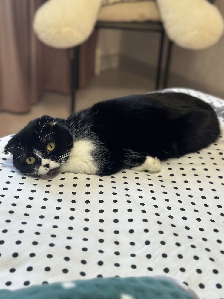 Кошка, отдам в добрые руки