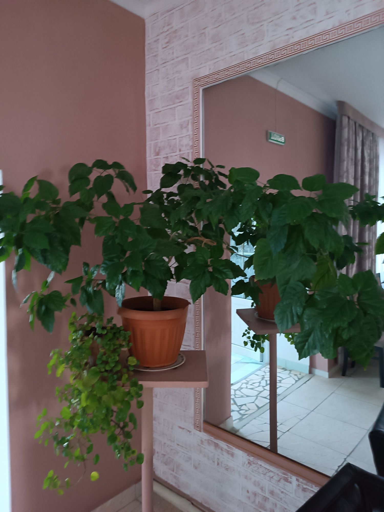Комнатные растения,цветы