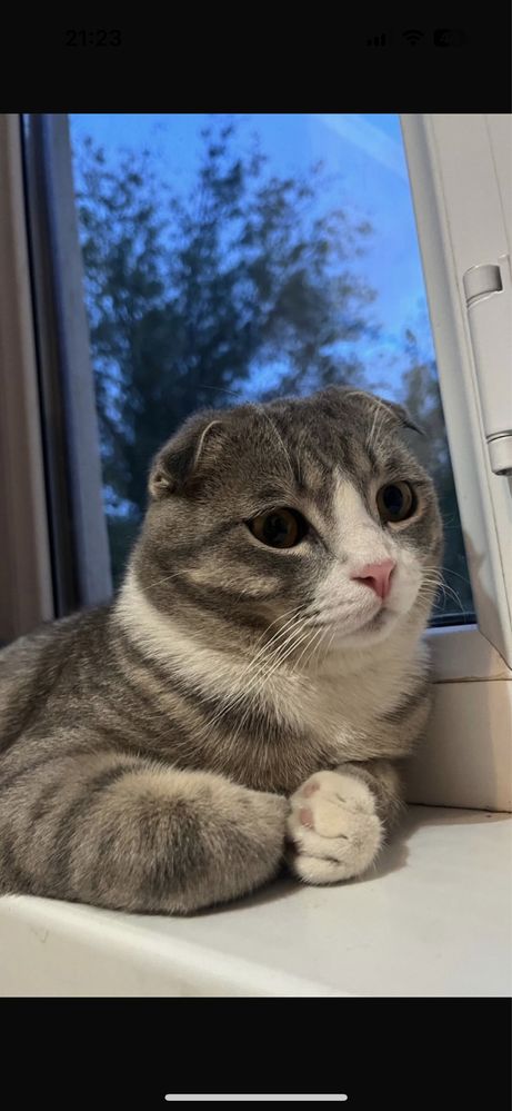 шотландская кошка мальчик вислоухая