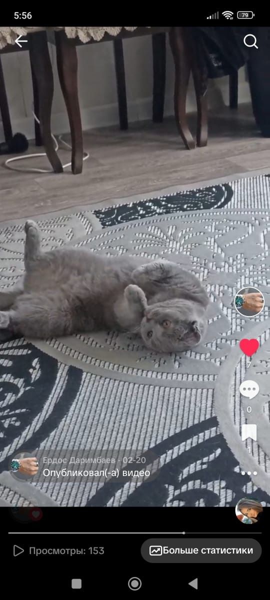 Кошка британка муйза