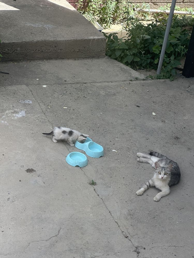 Кошка с 4 котятами отдам в хорошие руки