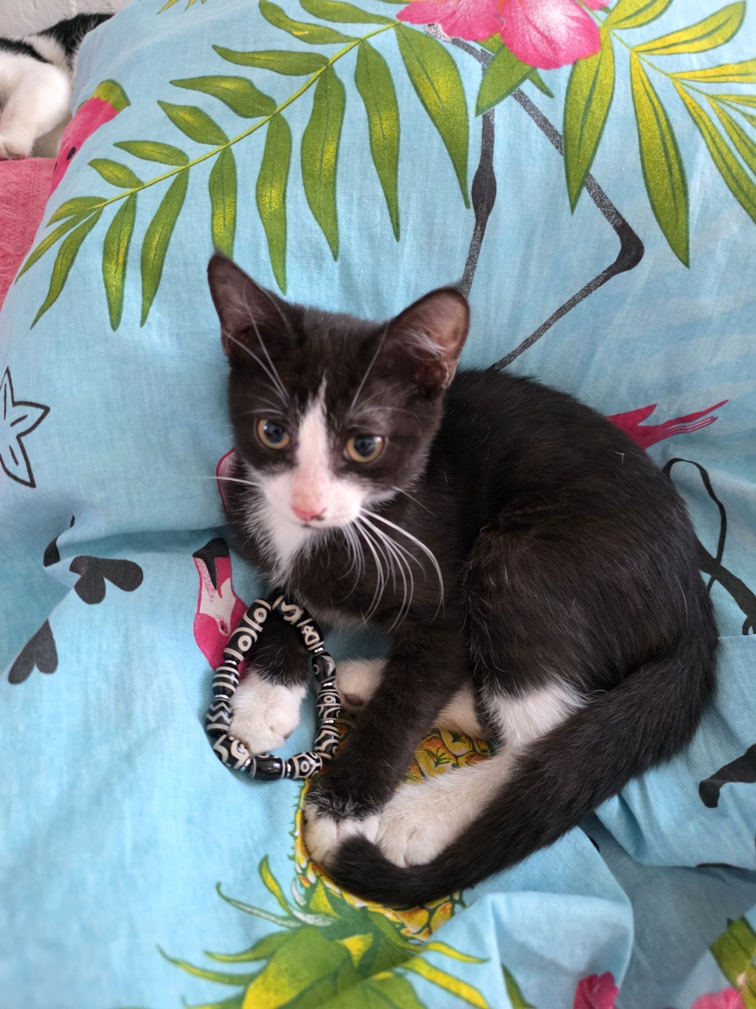 Умные котятки.  Котики.
