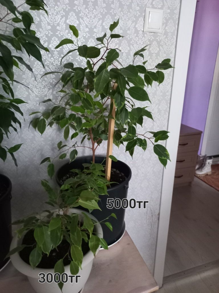 Цветы комнатные .