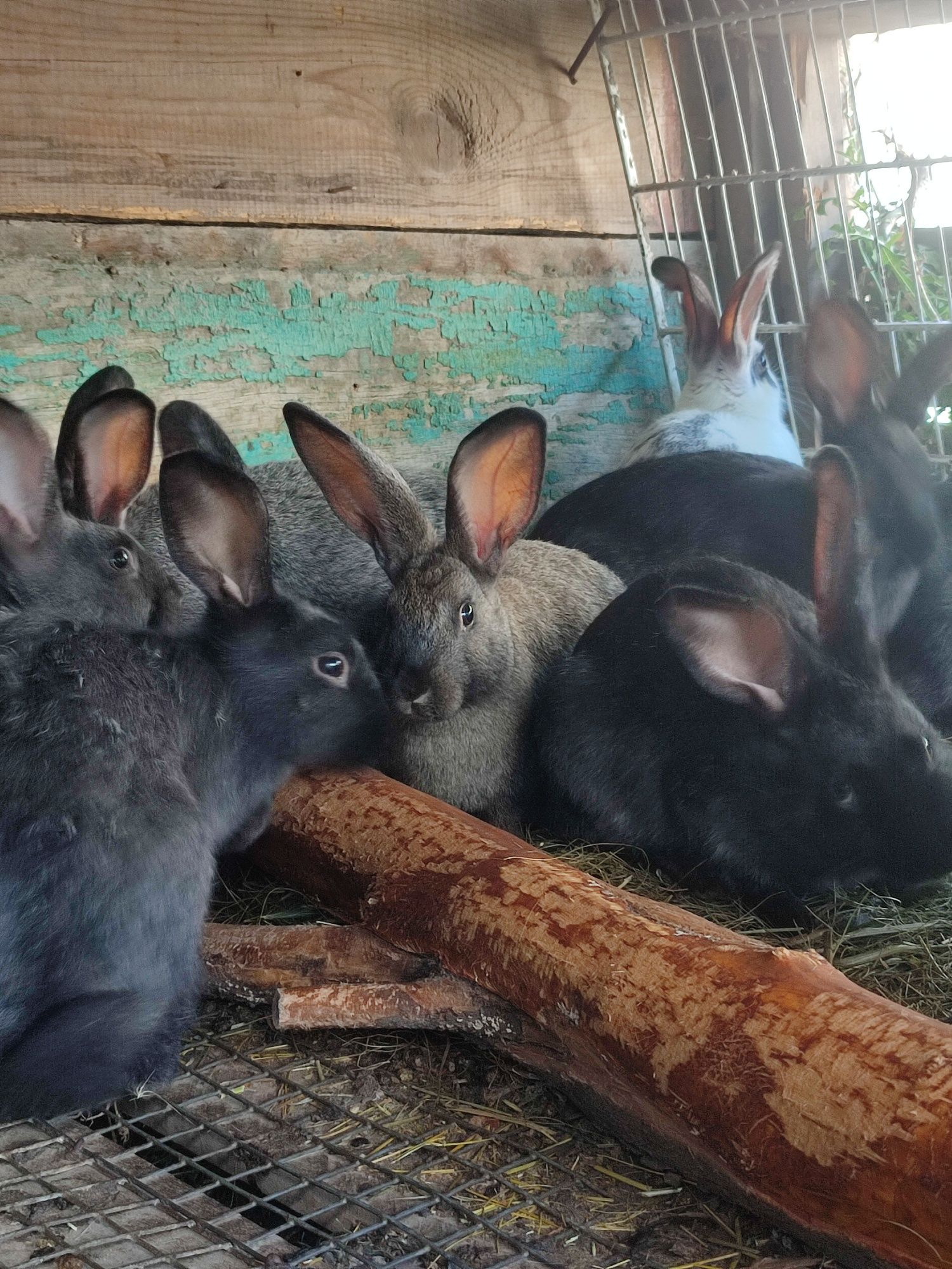 Крольчата продам.