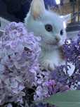 Котенок девочка 2 месяца ищет дом и любящих хозяев