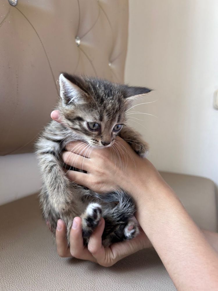 Отдам котят даром