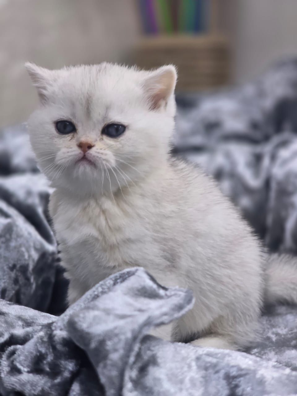 Котики и кошечки британские шиншиллы