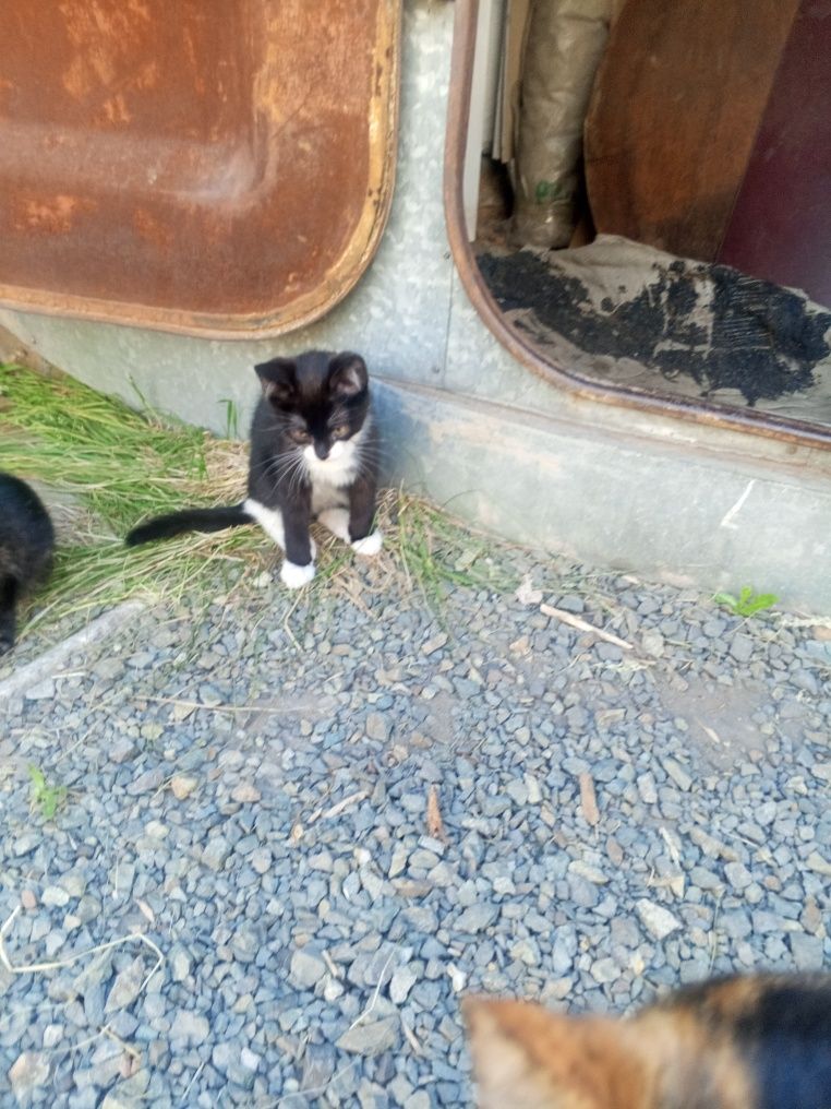 Отдам красивых котят