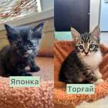 Отдам котят в добрые руки