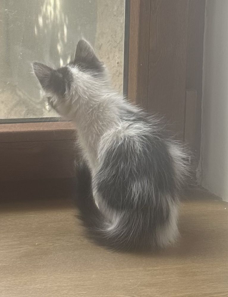 Котёнок ищет хозяина