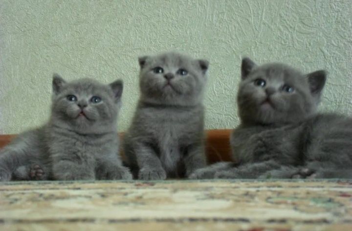 Шотландские котята