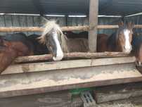 Продам согым жылкы Тай байтал донен