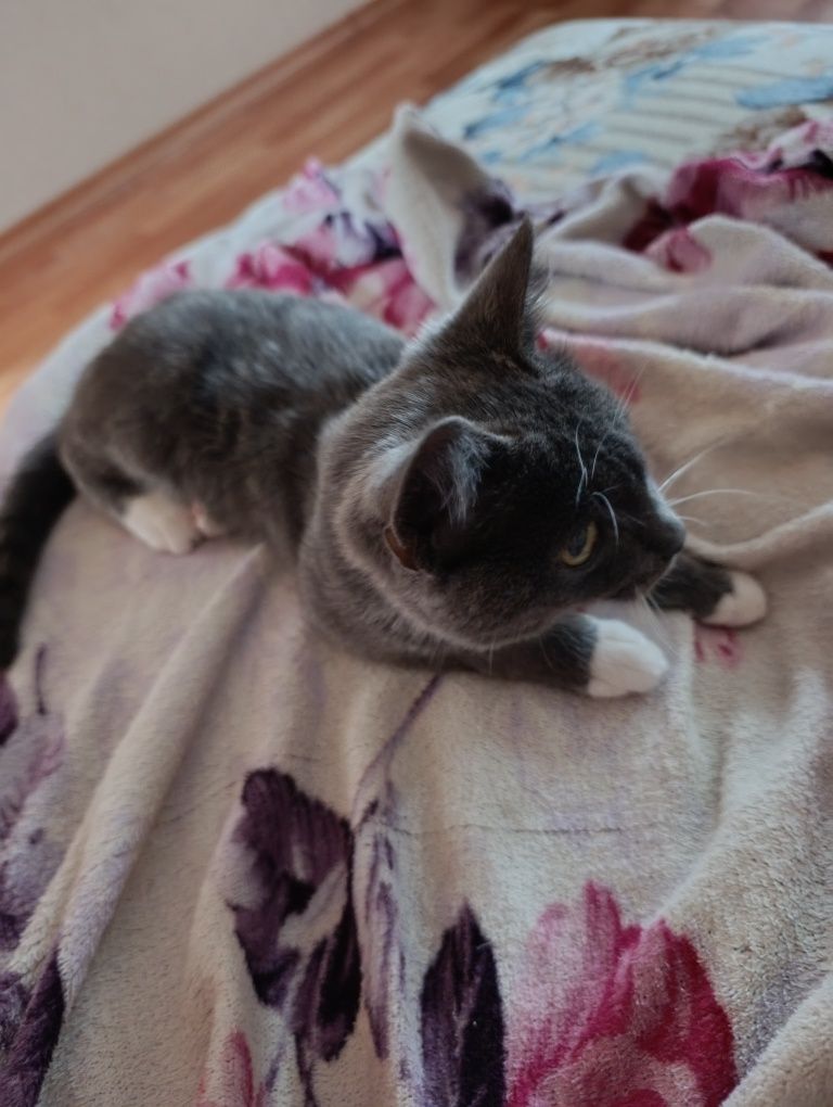 Отдам кота (девочка)