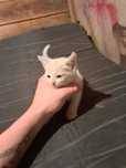 Отдам котёнка , в добрые руки