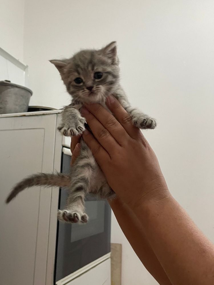 Продаю котенки шотланцкий