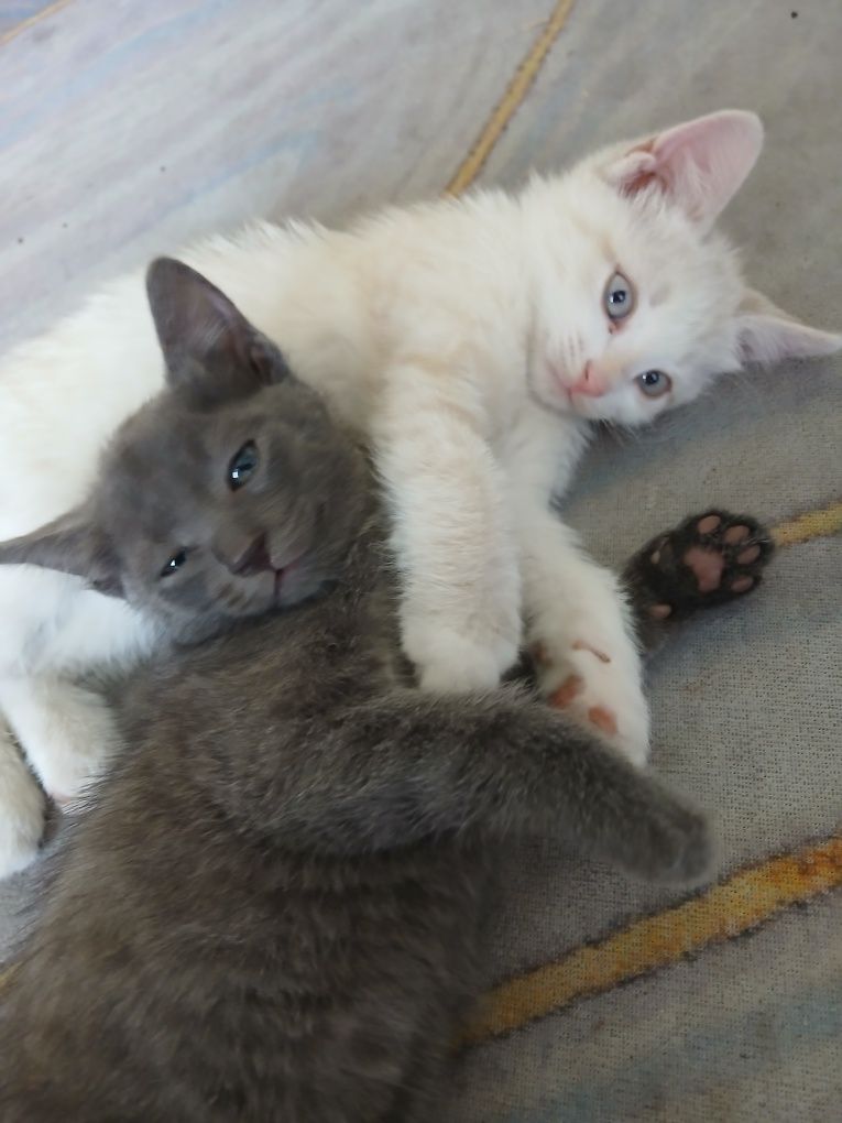 Котенки маленкий
