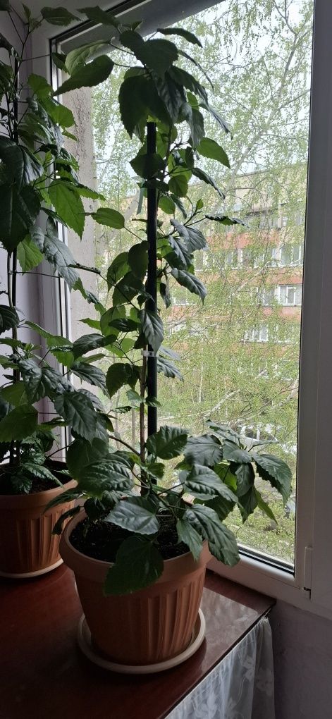 Гибискус махровый