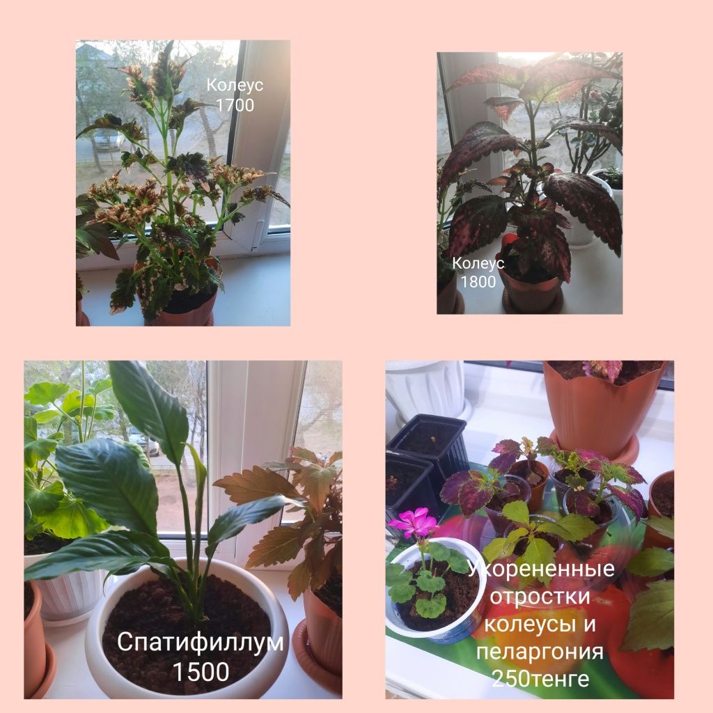 Продам цветы комнатные