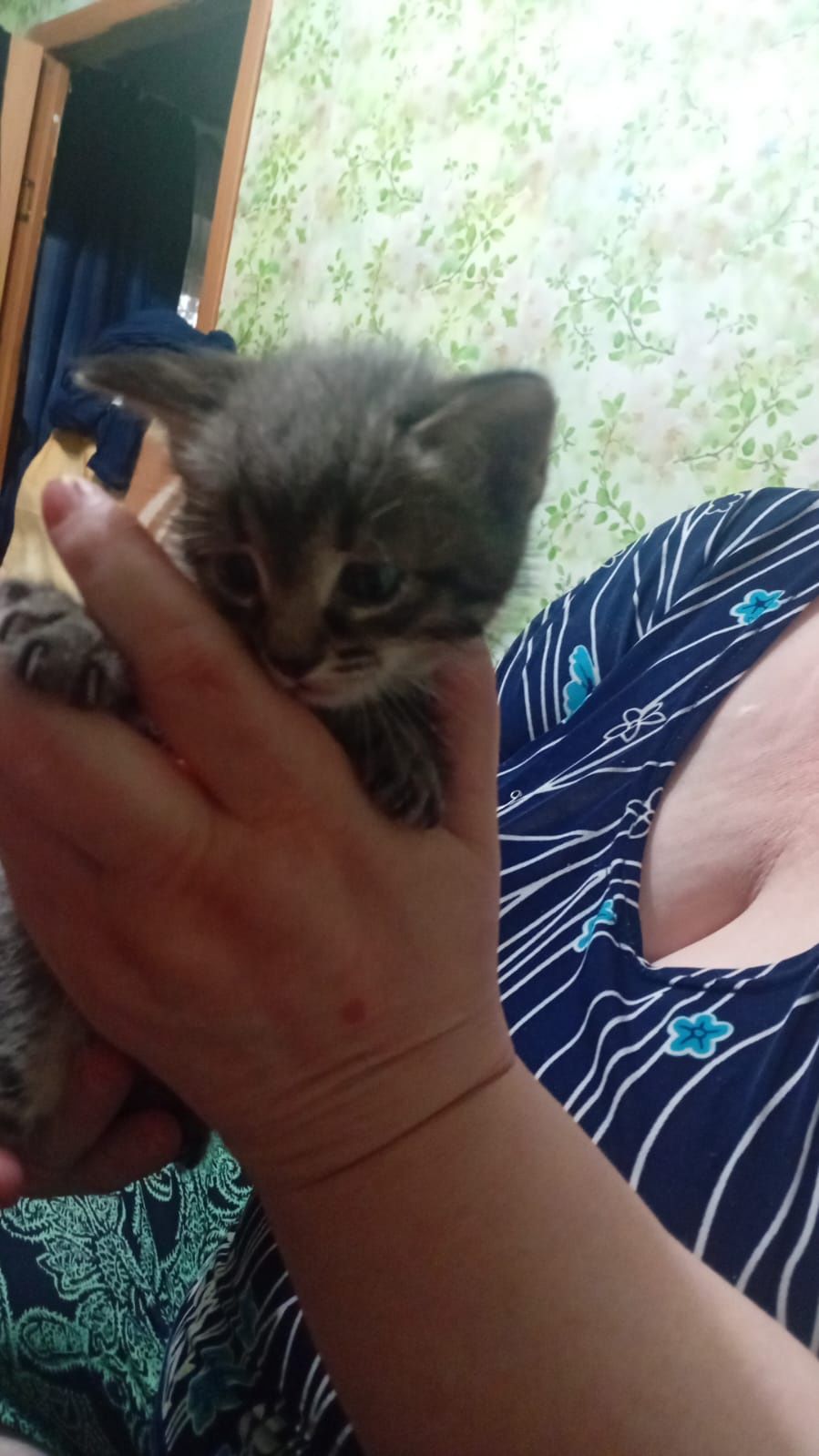 Срочно отдаю котёнка