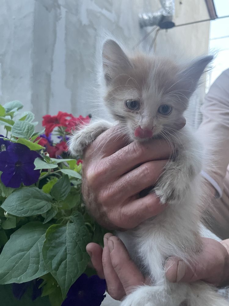 Отдам котят в добрые руки бесплатно