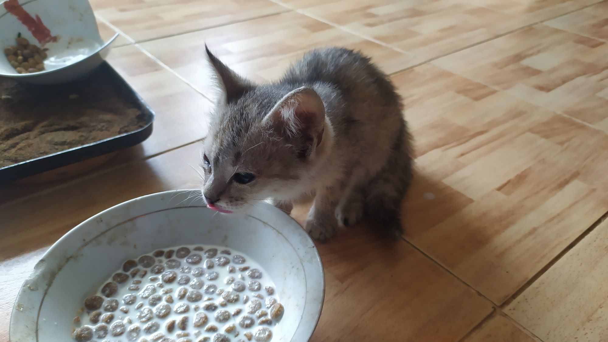 Отдам котенка в хорошие руки