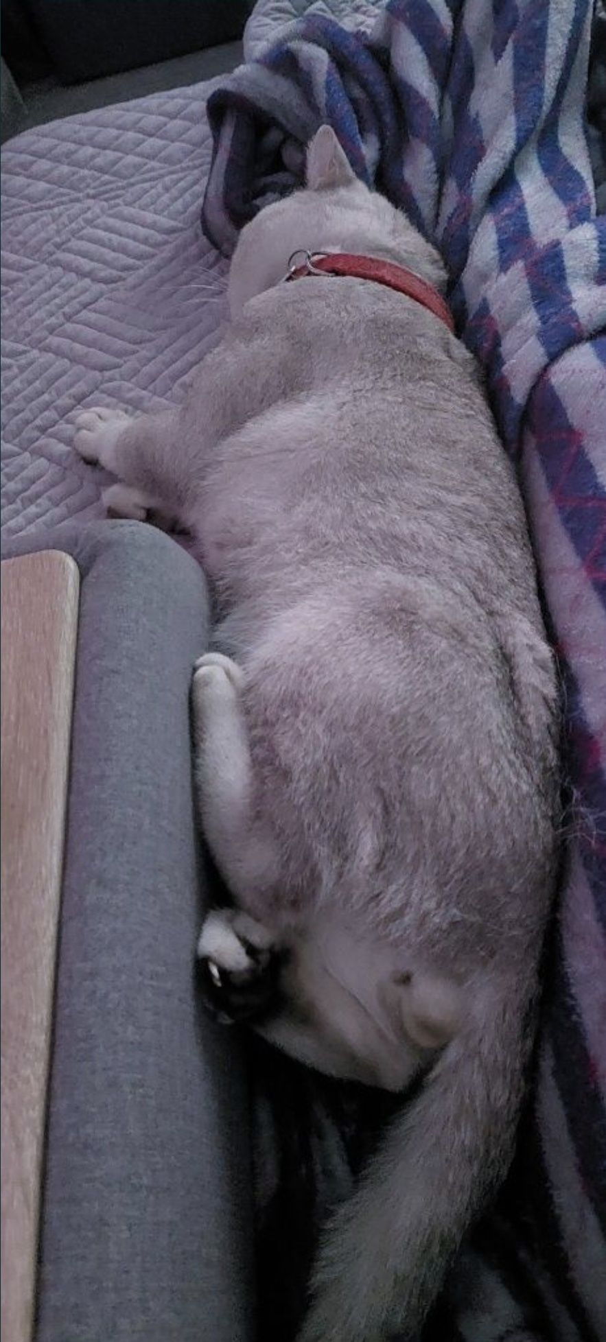 Шиншилла, прямоухий кот . ВЯЗКА