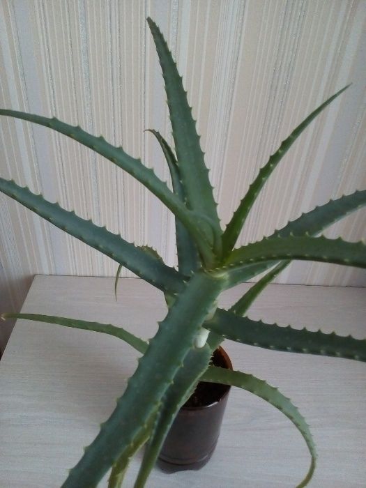 Продам алоэ