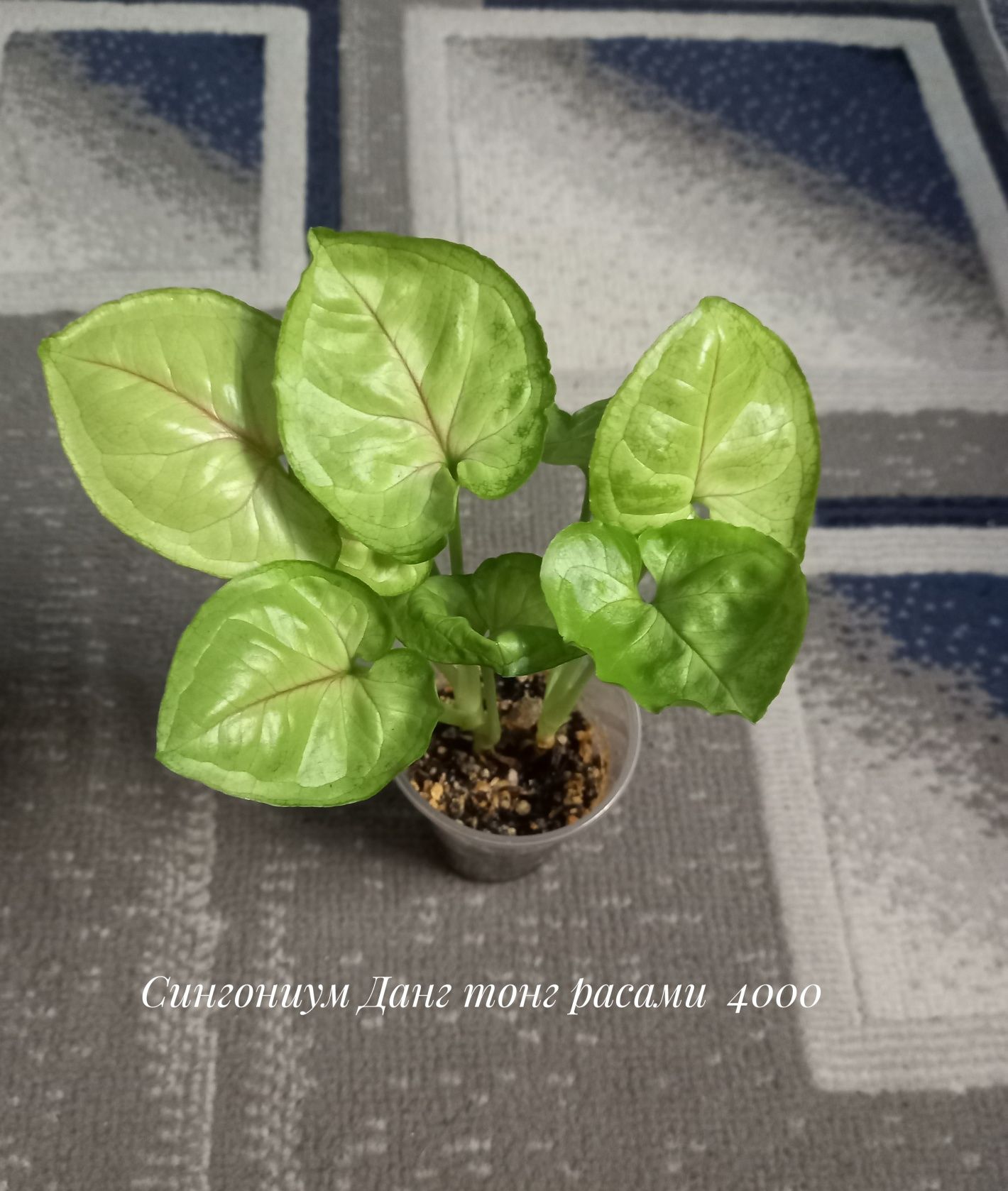 Сингониум Орм наг, растения, цветы, подарок
