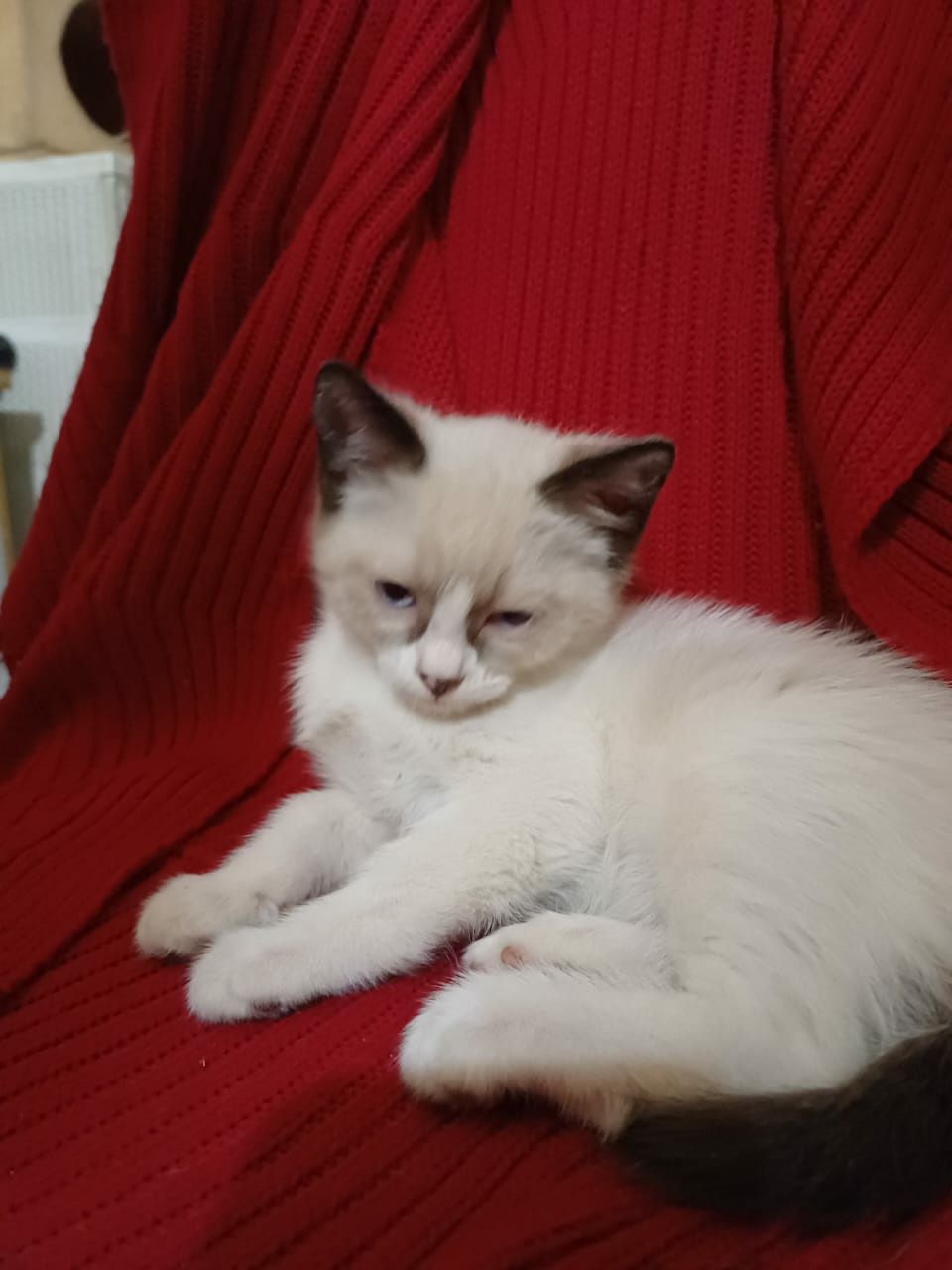В добрые руки 4 месячных котят,девочек,подросших,лоток на 5+.