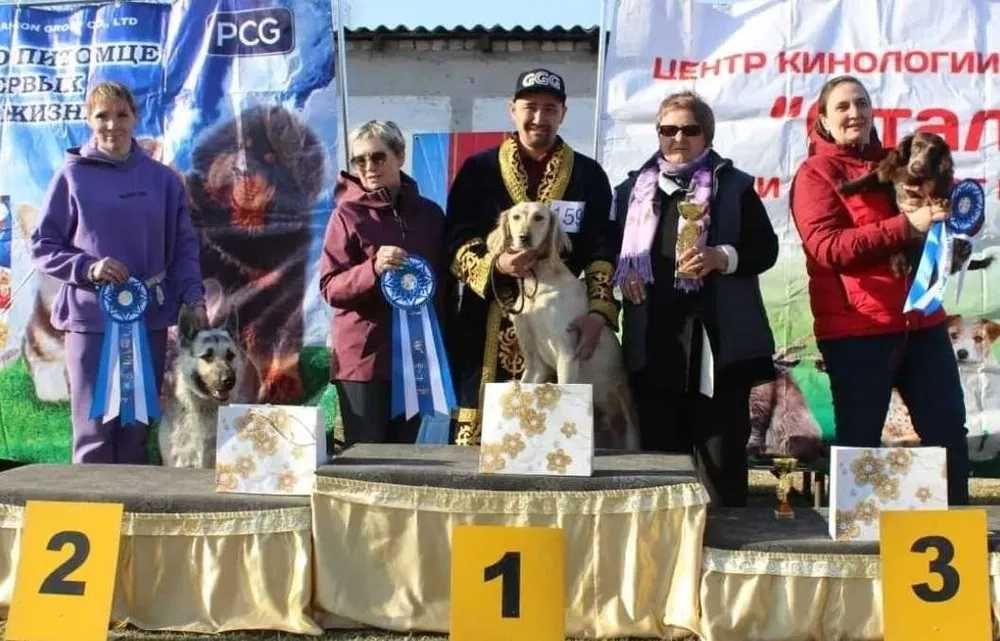 Щенки породы Казахская тазы