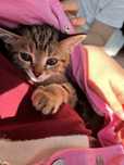 Отдам кота в хорошие руки