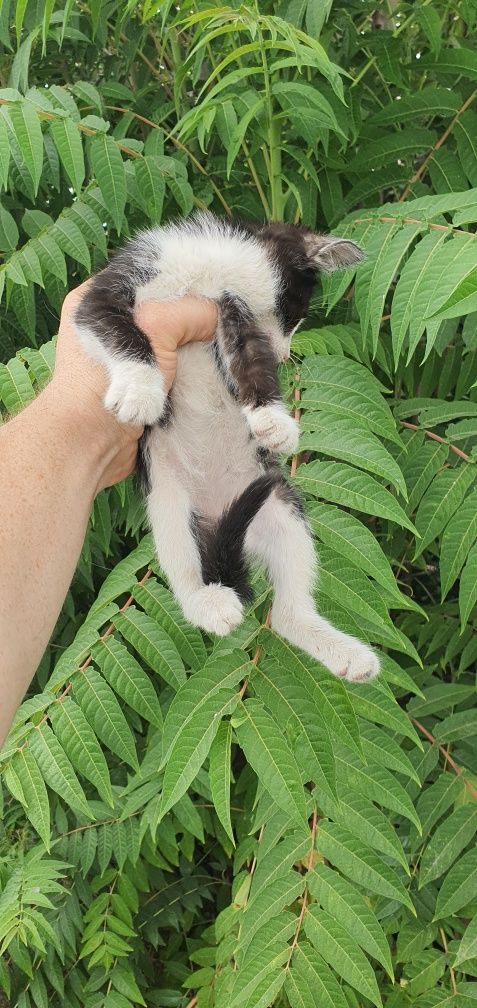 Котята в добрые руки!