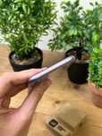 iPhone 11  Пурпурный