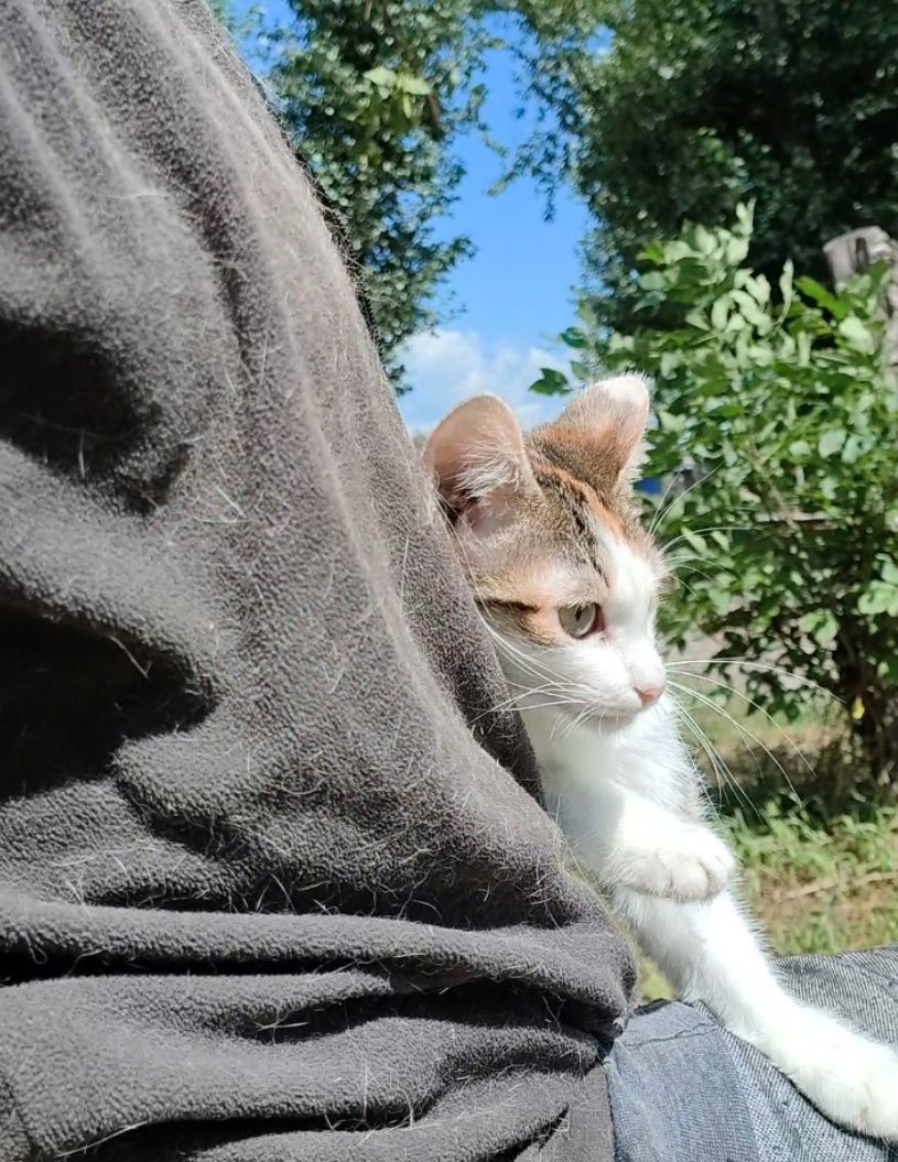 Кошка, котенок подросток, стерилизована