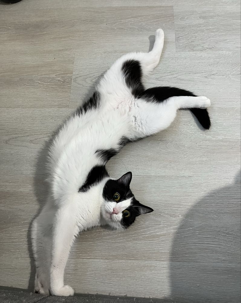 Кошка в хорошие руки