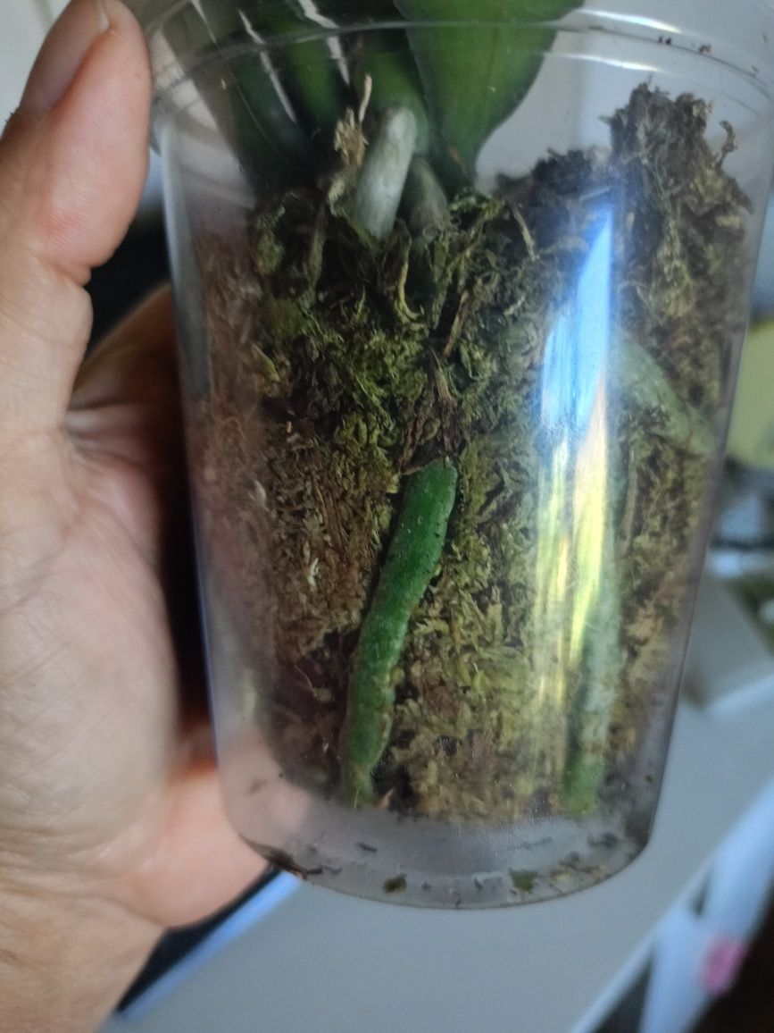 Продам цветущую орхидею