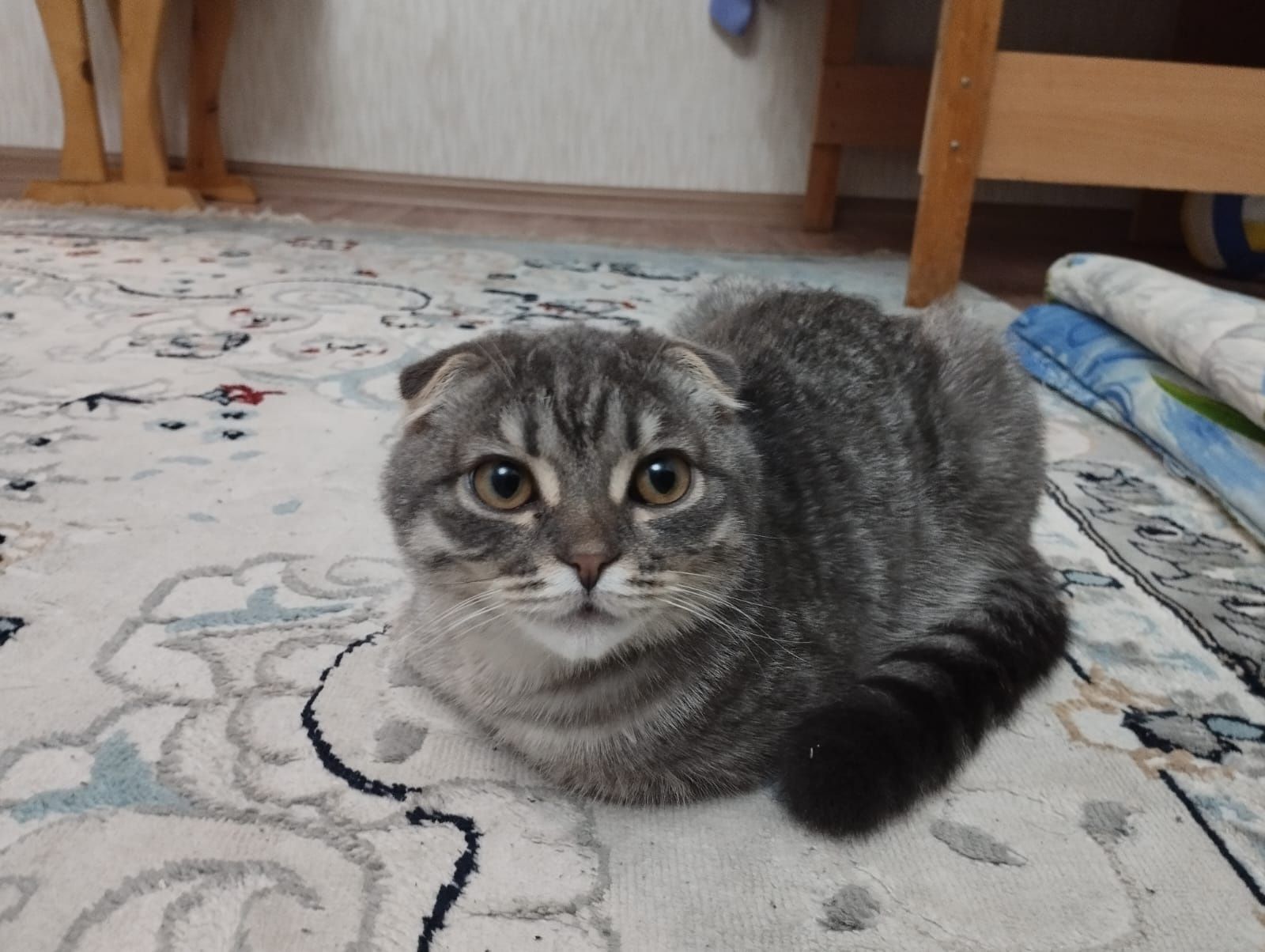 Продаётся вислоухий котёнок