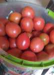 Продам помидоры домашние хорошие для засолки и для еды