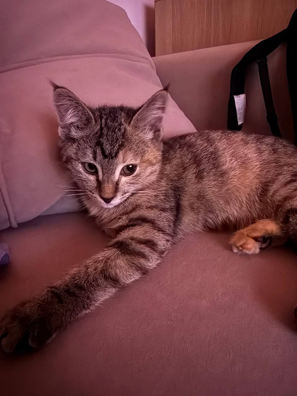 Котенок в  добрые руки...