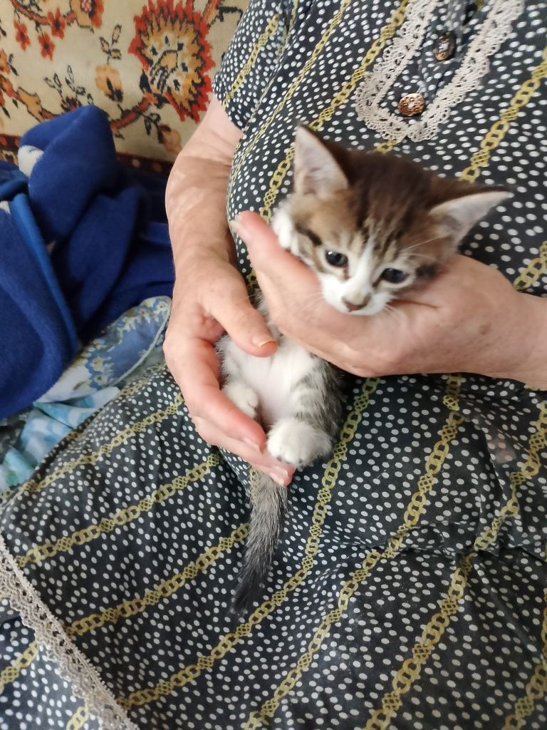Отдам котят 3девочки 1мальчик