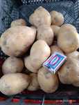 Продам картофель