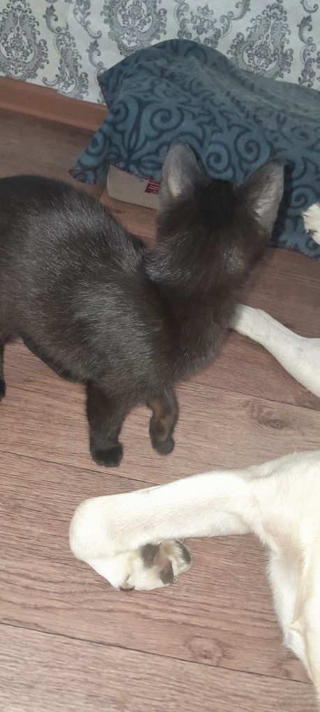 Срочно отдадим кошек и котиков.