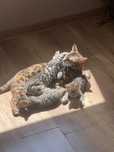 Бенгальские котята