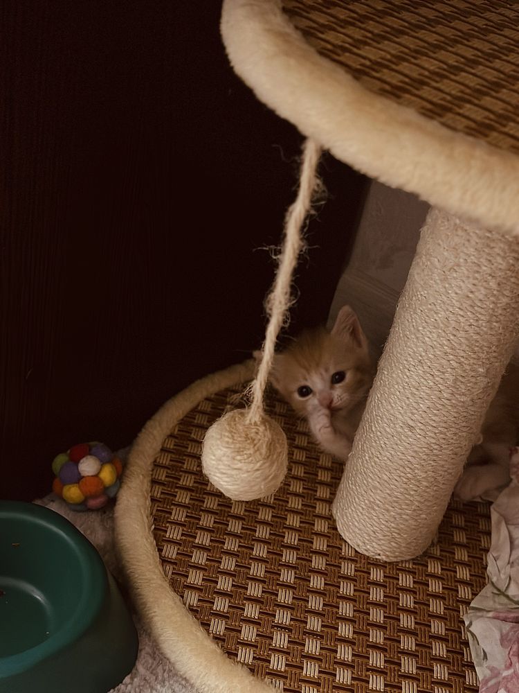 Отдам котят в хорошие, отец британец