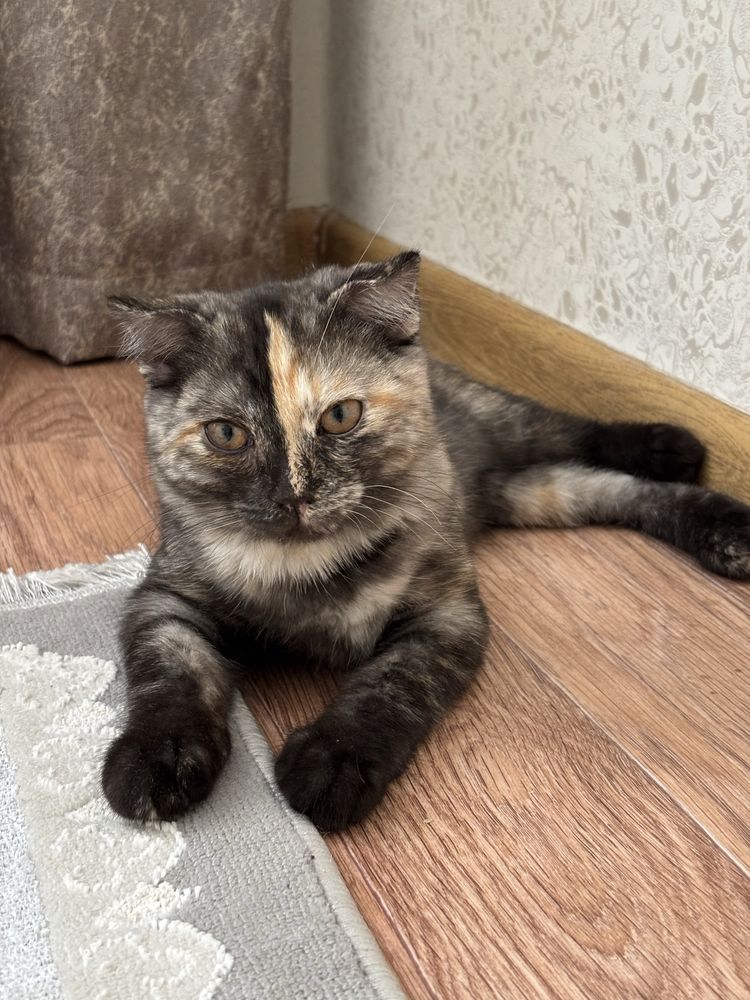 Отдам котенка в добрые руки