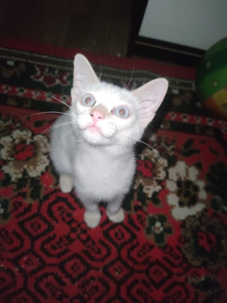 Отдам котенка(мальчик)