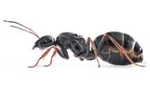 Продаётся матка formica fusca