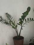Растение замиокулькас (Zamioculcas), еще именуют долларовым деревом
