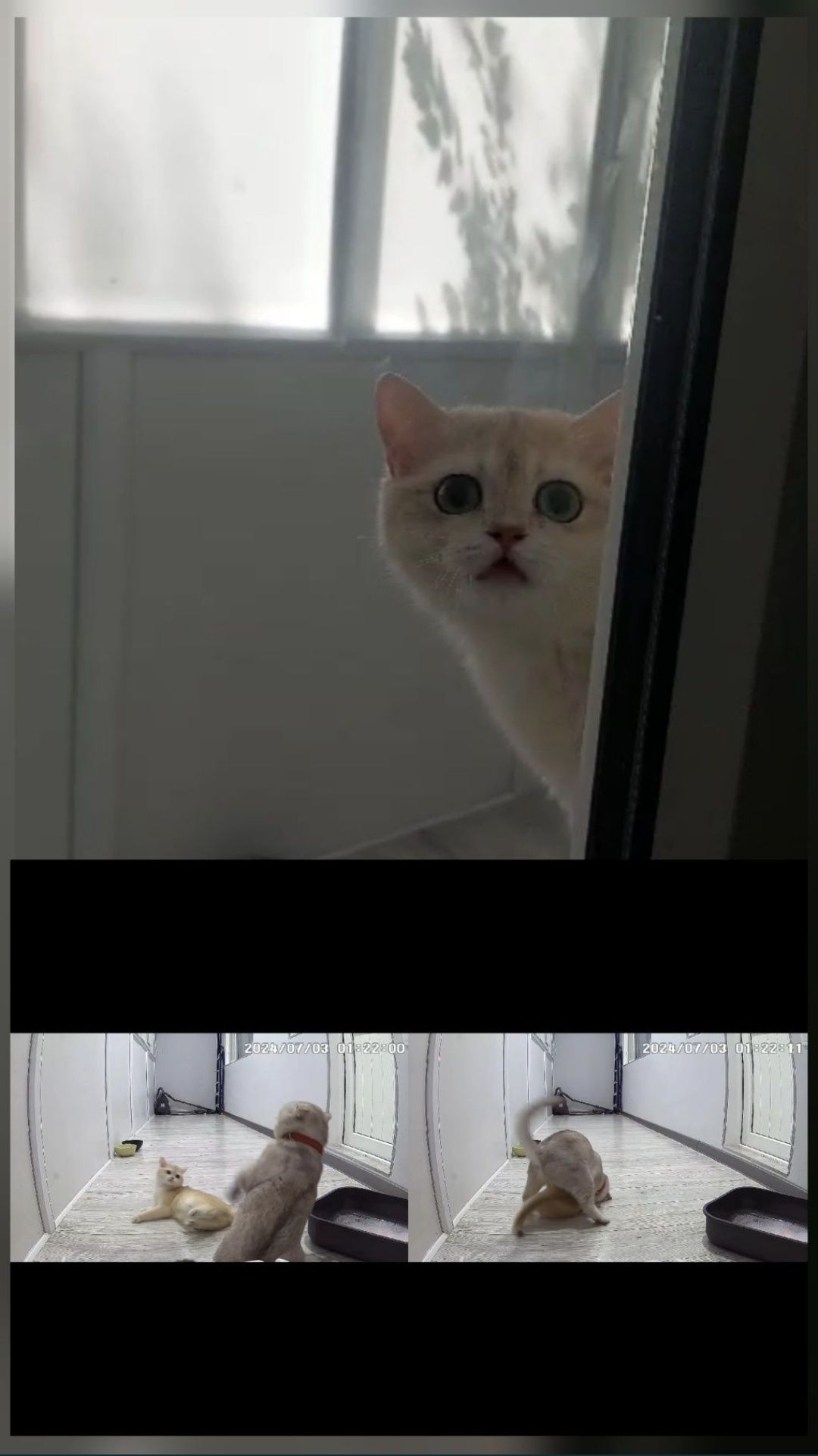 Вязка, прямоухих и вислоухих кошечек