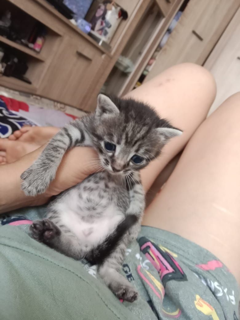 Отдам котят в добрые руки